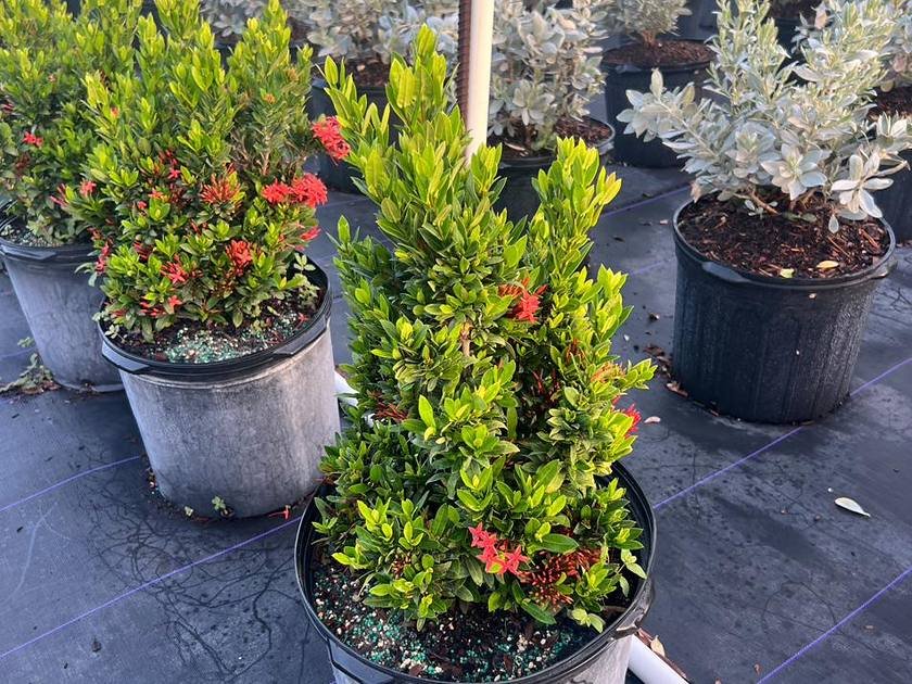 Accent and border planting stock in nursery containers at Green Nursery, Miami