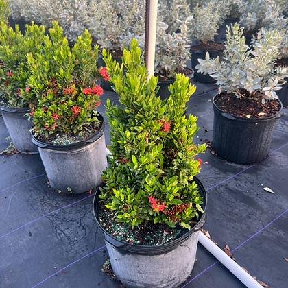 The low material that finishes the front edge of a bed — accent and border plants at Green Nursery LLC, Miami, Florida