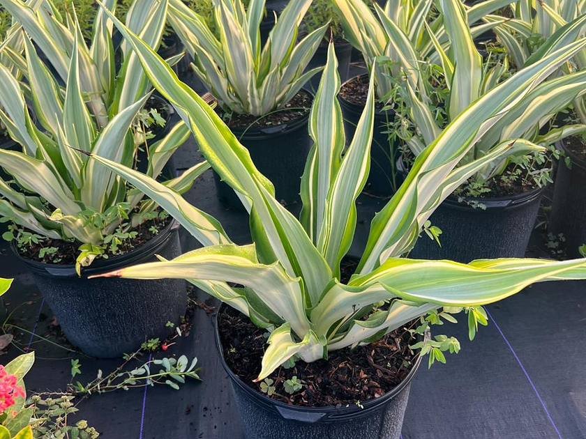 Mulched container growing beds at Green Nursery LLC in Miami-Dade, Florida
