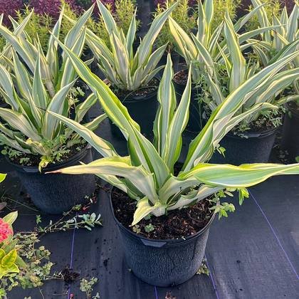 Grown in pots, ready to drop straight into a scheme — container accent stock at Green Nursery LLC, Miami, Florida