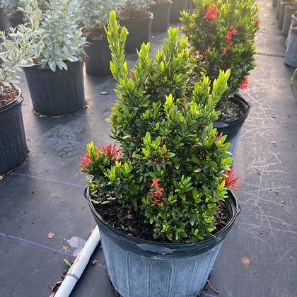 Edging material graded to a consistent size — border plants in the yard at Green Nursery LLC, Miami, Florida