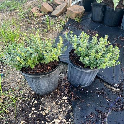 Under two feet — for kerbs, paths and bed fronts — low planting stock at Green Nursery LLC, Miami, Florida