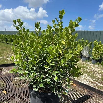 Form and texture doing the work instead of flower — accent plants, close up at Green Nursery LLC, Miami, Florida