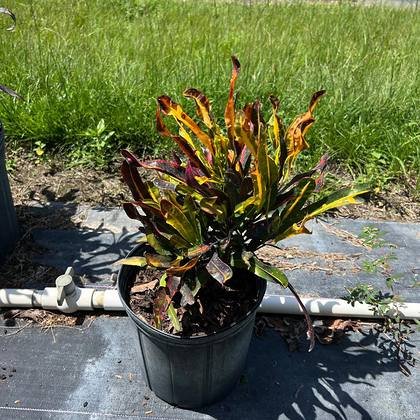 For mass planting where turf will not hold — groundcover material at Green Nursery LLC, Miami, Florida