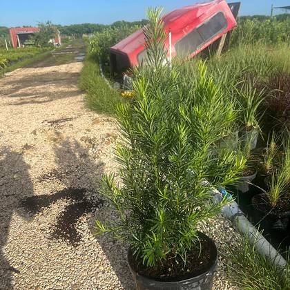 Grown in volume because borders need numbers — edging stock in rows at Green Nursery LLC, Miami, Florida