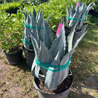 The detail layer of a finished landscape — textural accent planting at Green Nursery LLC, Miami, Florida