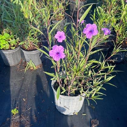 Sized for containers, planters and tight beds — small-format container stock at Green Nursery LLC, Miami, Florida