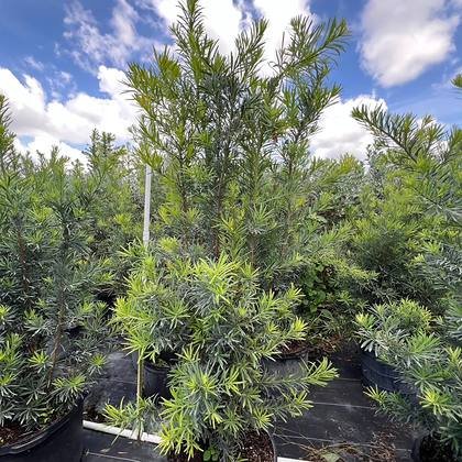 What goes in after the hedging and the colour — bed-front planting at Green Nursery LLC, Miami, Florida