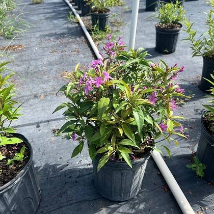 Being grown on to saleable size — accent block, mid-grow at Green Nursery LLC, Miami, Florida