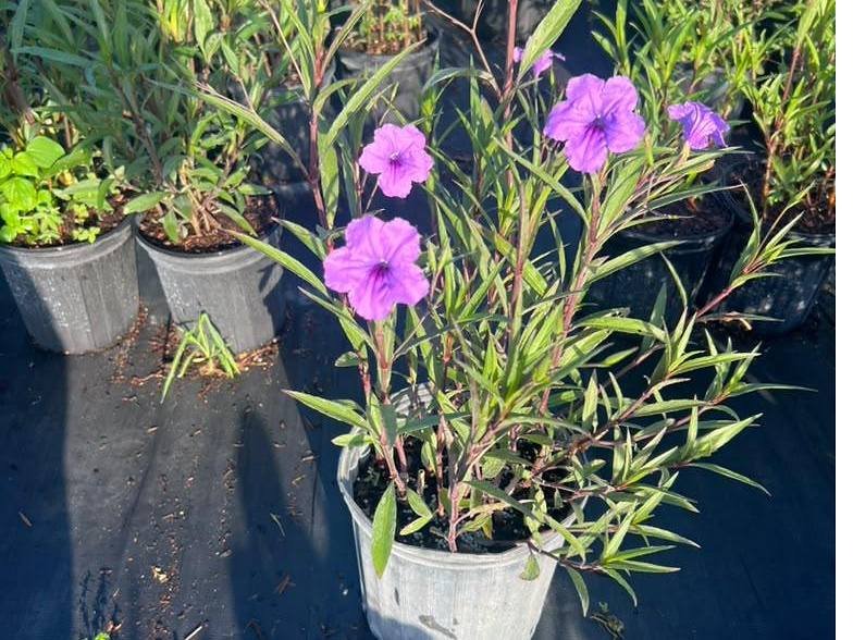 Strappy-leaved accent plants in nursery containers at a Miami plant nursery