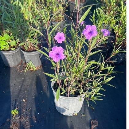 Held for a residential installation — border plants ready to go at Green Nursery LLC, Miami, Florida