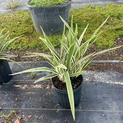 Several lines of low material running together — mixed accent rows at Green Nursery LLC, Miami, Florida