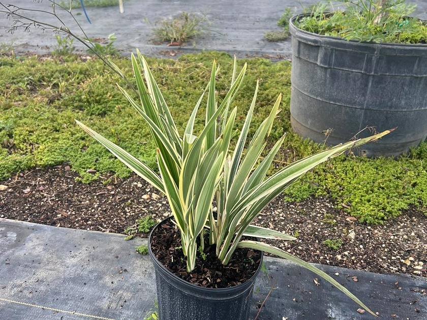 Low accent and border plants in nursery containers ready for a small Miami garden