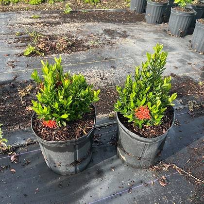 For the front of a layered Miami planting scheme — low-growing stock at Green Nursery LLC, Miami, Florida