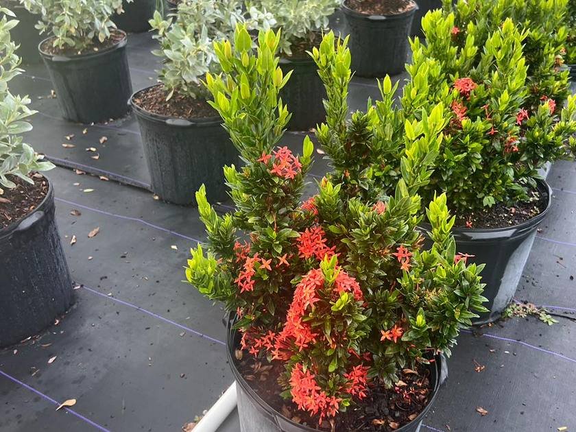 Mulched planting beds and container rows at Green Nursery in Miami-Dade