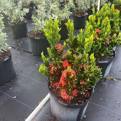 Grown alongside the hedging blocks — accent material in the yard at Green Nursery LLC, Miami, Florida