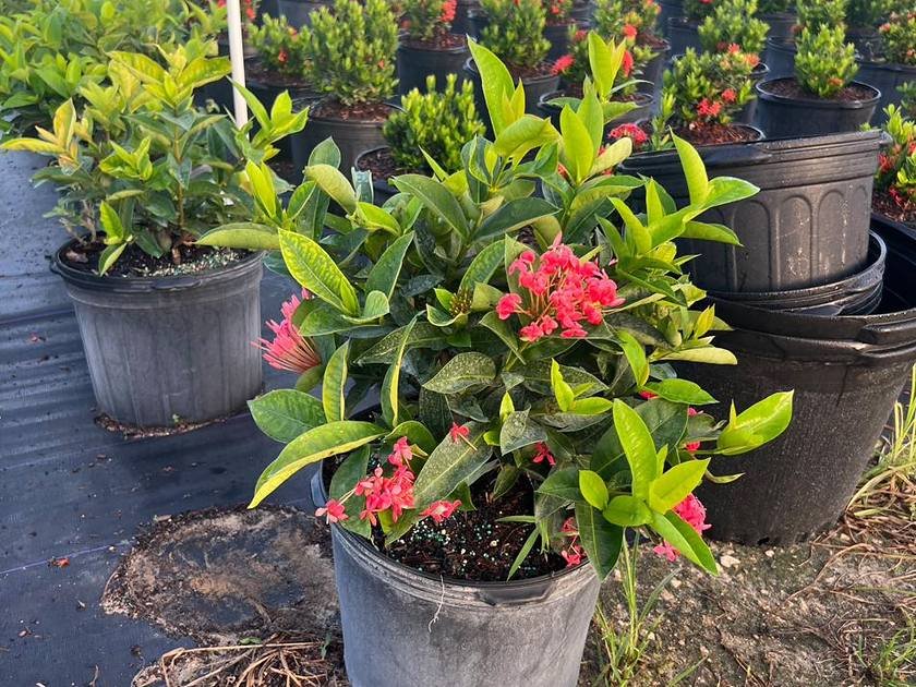 Red flowering ixora in a nursery container