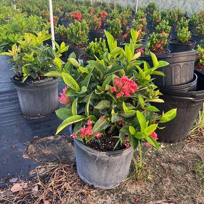 Blooming shrubs grown for Miami beds and borders — flowering colour stock at Green Nursery LLC, Miami, Florida