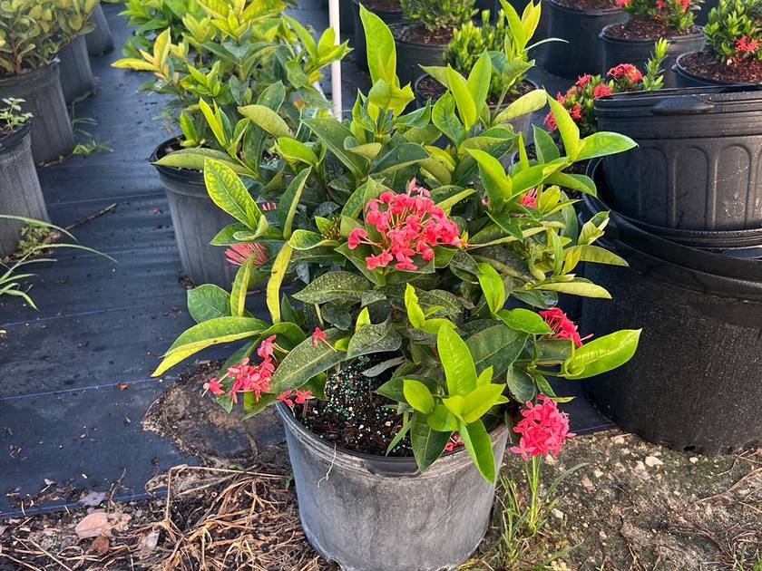 Copperleaf shrubs with bronze and red foliage