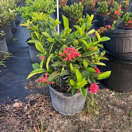 Bronze and copper tones that hold colour through the heat — warm foliage in the rows at Green Nursery LLC, Miami, Florida