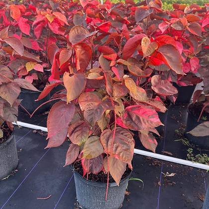 The plants that carry a bed between flowering flushes — colour plants ready to plant at Green Nursery LLC, Miami, Florida