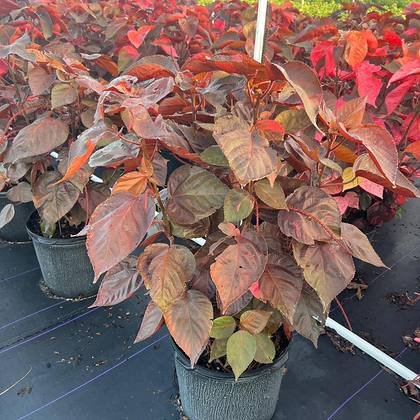 Grown in the light levels they will actually get in your yard — bloom stock in full sun at Green Nursery LLC, Miami, Florida