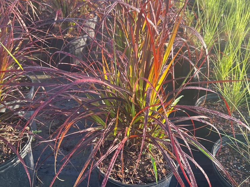 Flowering nursery stock ready for installation