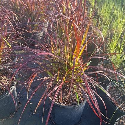 Colour from the leaf, so the bed never looks flat — red-toned foliage plants at Green Nursery LLC, Miami, Florida
