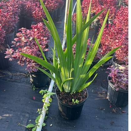 Grown in quantity for bed and border projects — colour block in the yard at Green Nursery LLC, Miami, Florida