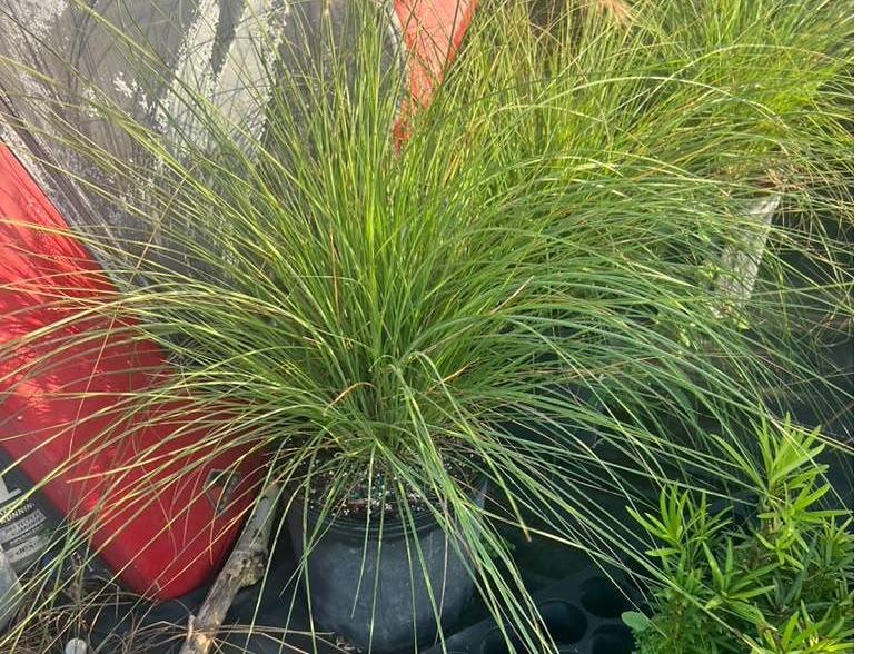Flowering shrubs in bloom in nursery containers at Green Nursery LLC, Miami, Florida