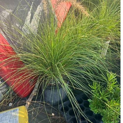 Full-sun colour that does not scorch in Miami-Dade — copper foliage under sun at Green Nursery LLC, Miami, Florida