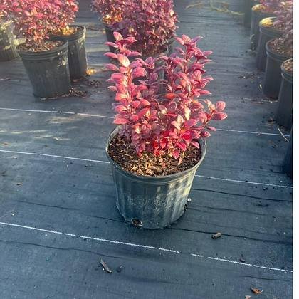 For the front edge of a planting scheme — flowering accent stock at Green Nursery LLC, Miami, Florida