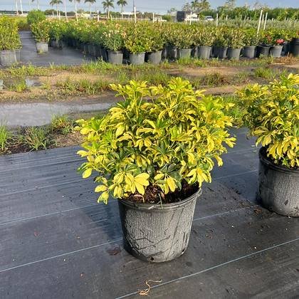 Gold-and-green leaf that lifts a shaded corner — variegated foliage stock at Green Nursery LLC, Miami, Florida