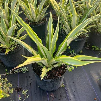 Bright margins that hold their colour in Miami light — golden variegation, close up at Green Nursery LLC, Miami, Florida
