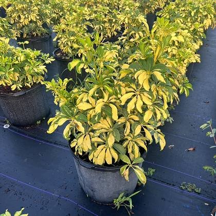 Grown for contrast planting against deep green hedging — variegated plants in the rows at Green Nursery LLC, Miami, Florida