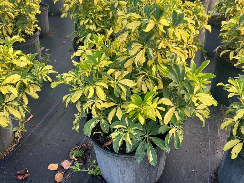 Variegated agave
