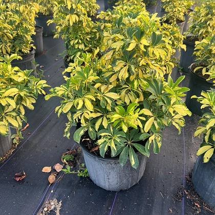 The plants that stop a green scheme reading as one flat mass — light-catching foliage at Green Nursery LLC, Miami, Florida