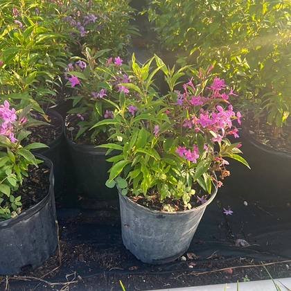 Consistent variegation across the whole batch — gold-margined leaf at Green Nursery LLC, Miami, Florida