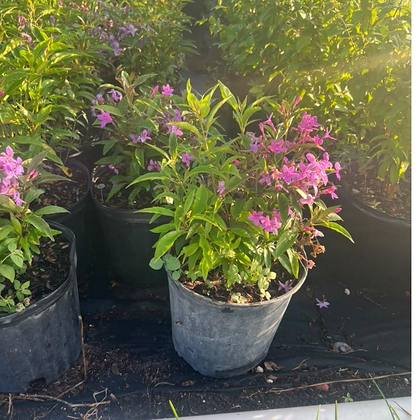 Grown on for bed edges and container work — variegated accent block at Green Nursery LLC, Miami, Florida