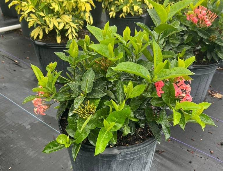 Well-grown container stock with healthy foliage at Green Nursery LLC, Miami, Florida