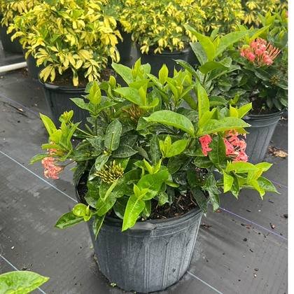 Colour without relying on flower — bright foliage in the yard at Green Nursery LLC, Miami, Florida