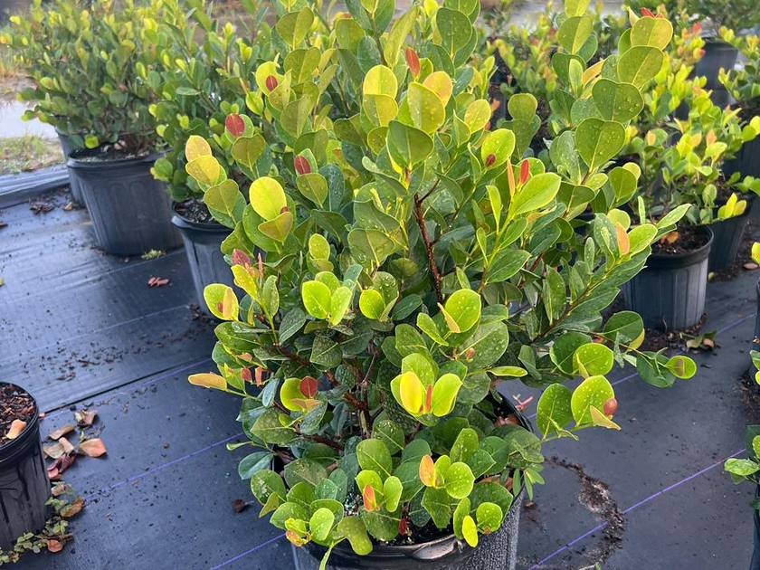 Container-grown nursery stock lined out in the growing rows at Green Nursery, Miami