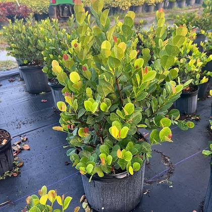 Container-grown screening shrubs, spaced to build even canopy before they ship — hedge stock in the growing rows at Green Nursery LLC, Miami, Florida