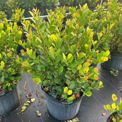 The plants that become a solid green wall once they are in the ground — a run of privacy stock at Green Nursery LLC, Miami, Florida