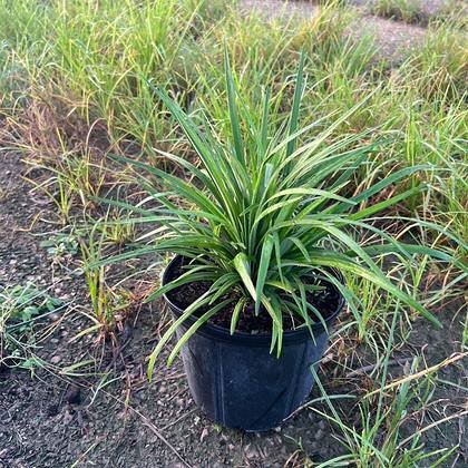 Grown on until the foliage closes up — not sold thin — full-canopy screening plants at Green Nursery LLC, Miami, Florida