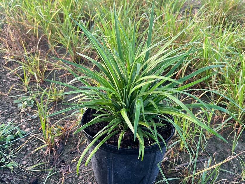 Established container-grown shrubs in the growing rows at Green Nursery LLC in Miami, Florida
