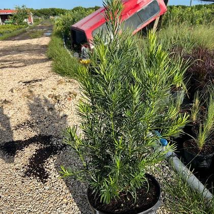 Staged at the front of the yard for a Miami-Dade delivery — screening shrubs ready to load at Green Nursery LLC, Miami, Florida