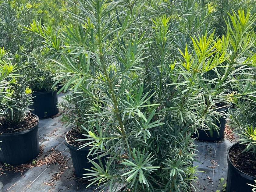 Clusia hedge plants in nursery containers