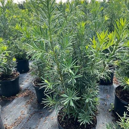 Grown hard in full sun so nothing shocks when it is planted out — hedge plants under miami sun at Green Nursery LLC, Miami, Florida