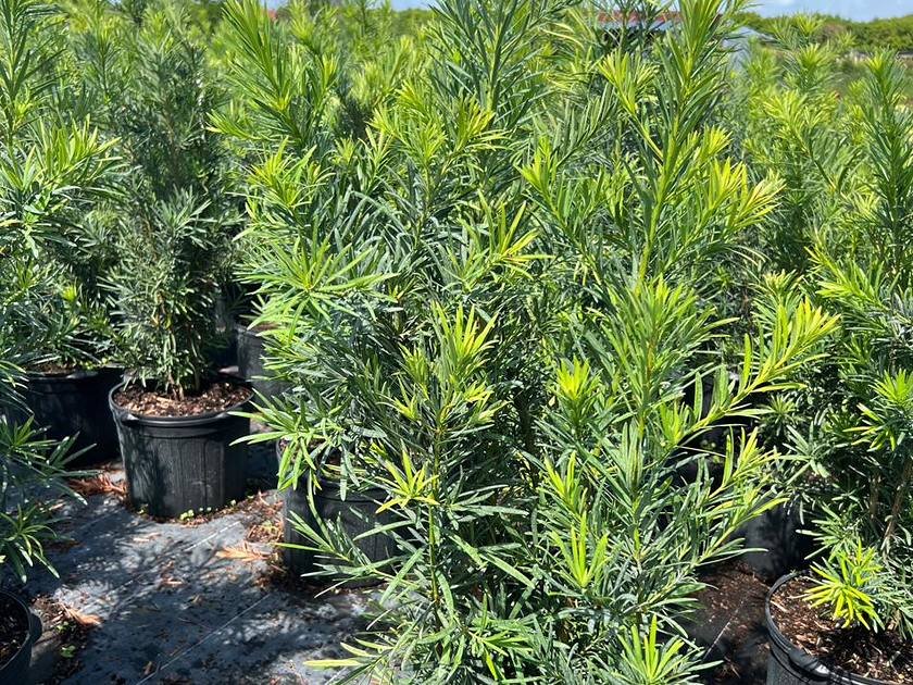 Nursery stock staged for delivery in Miami-Dade